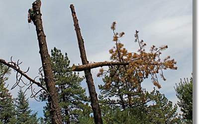 I’ve done everything “right” – So, what’s wrong with my tree?