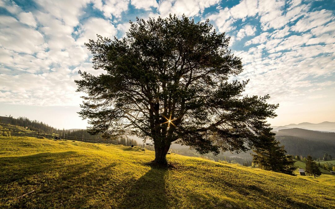 Reno Tree Services