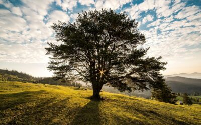 Reno Tree Services