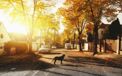 Tree Care Services in Reno, NV